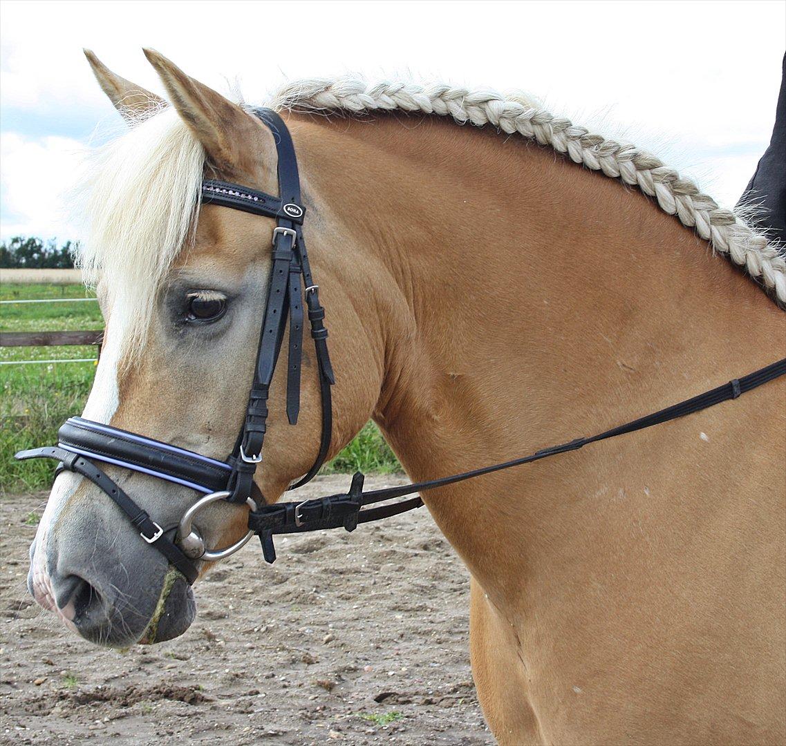 Haflinger GRYNET - 19-08-2011 billede 4