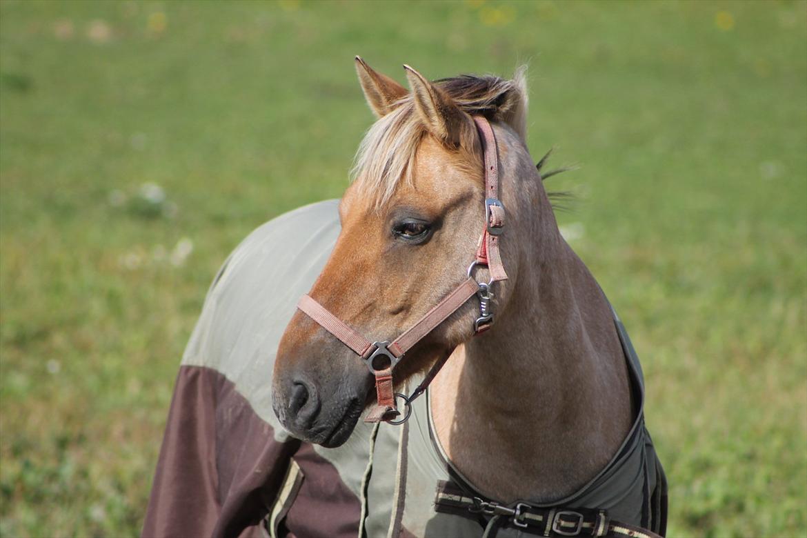 Anden særlig race Odin billede 10