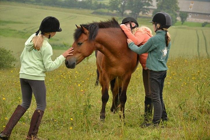 Anden særlig race Ivan (Charmetrolden) :D - UMMM Kælen Ponse billede 2