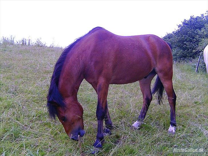 Anden særlig race Ivan (Charmetrolden) :D - På sommergræs på ridelejr 2011 billede 4
