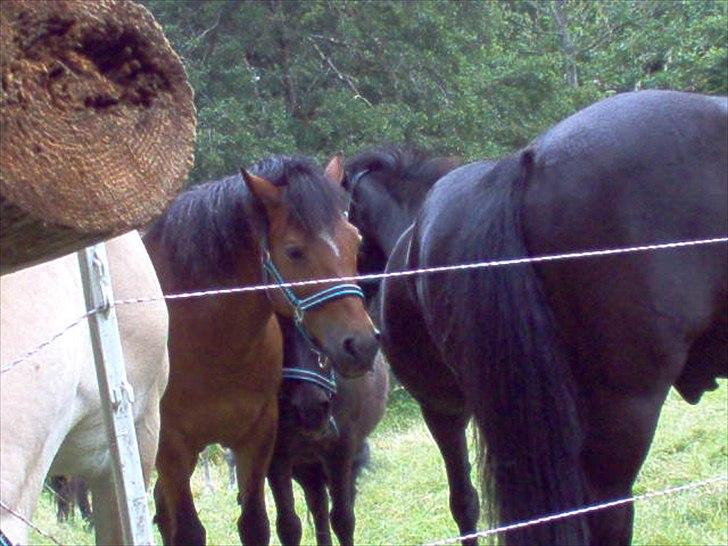 Anden særlig race Ivan (Charmetrolden) :D - Træt pony efter 2 timers ridetur billede 5