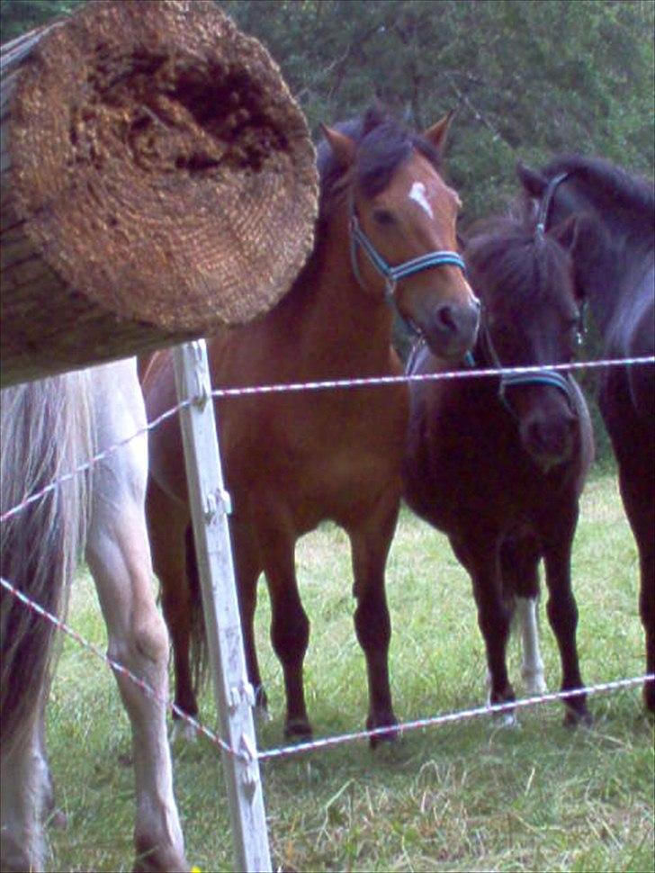 Anden særlig race Ivan (Charmetrolden) :D - Dovne Dyr! billede 6