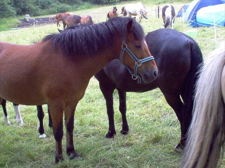 Anden særlig race Ivan (Charmetrolden) :D - Igen meget træt billede 7