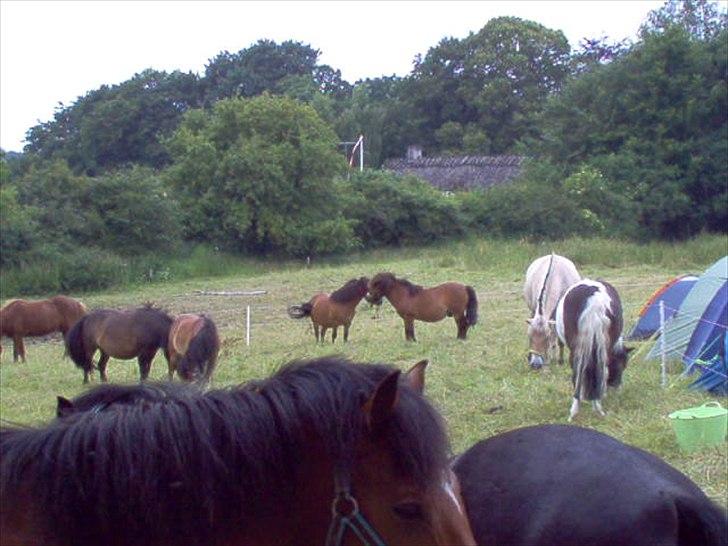 Anden særlig race Ivan (Charmetrolden) :D - Ponyerne + IVANS ØRE billede 8