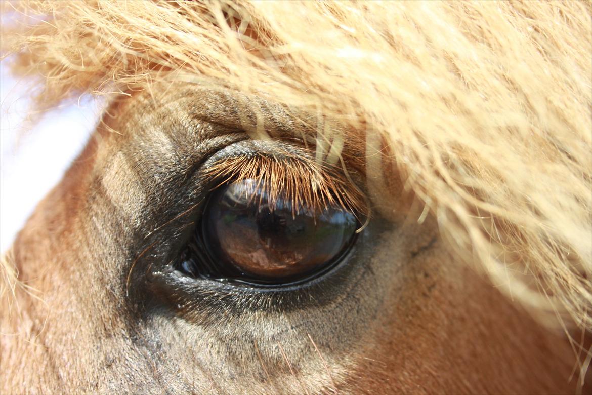 Islænder Kári fra Ouskærgård - Billede taget af: Laura Eriksen, med mit kamera billede 10