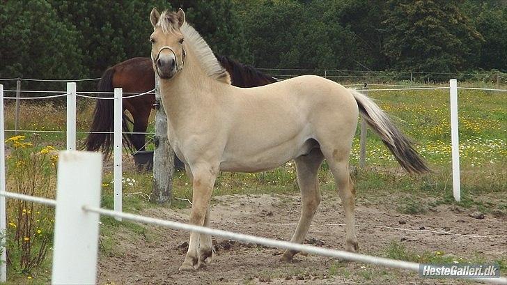 Fjordhest Karlos <3 billede 11