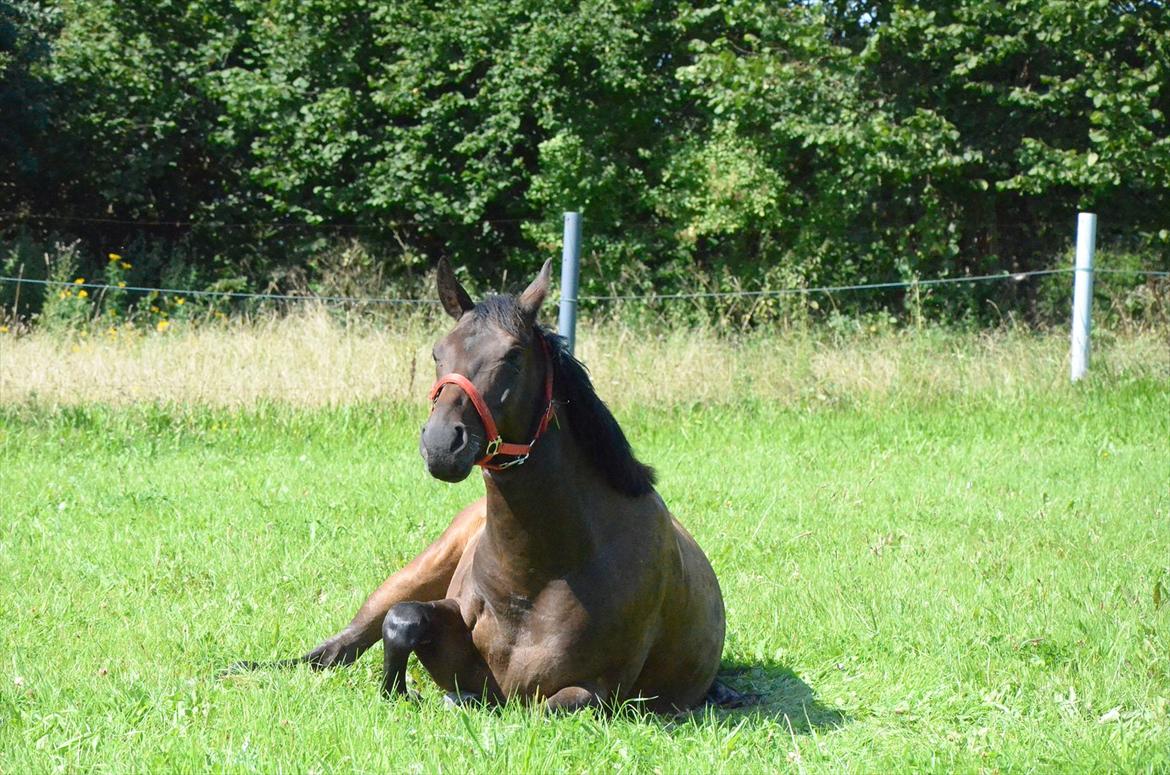 Anden særlig race Coffee Calina - Jaja, jeg skal nok rejse mig mor....
Foto : mig billede 9