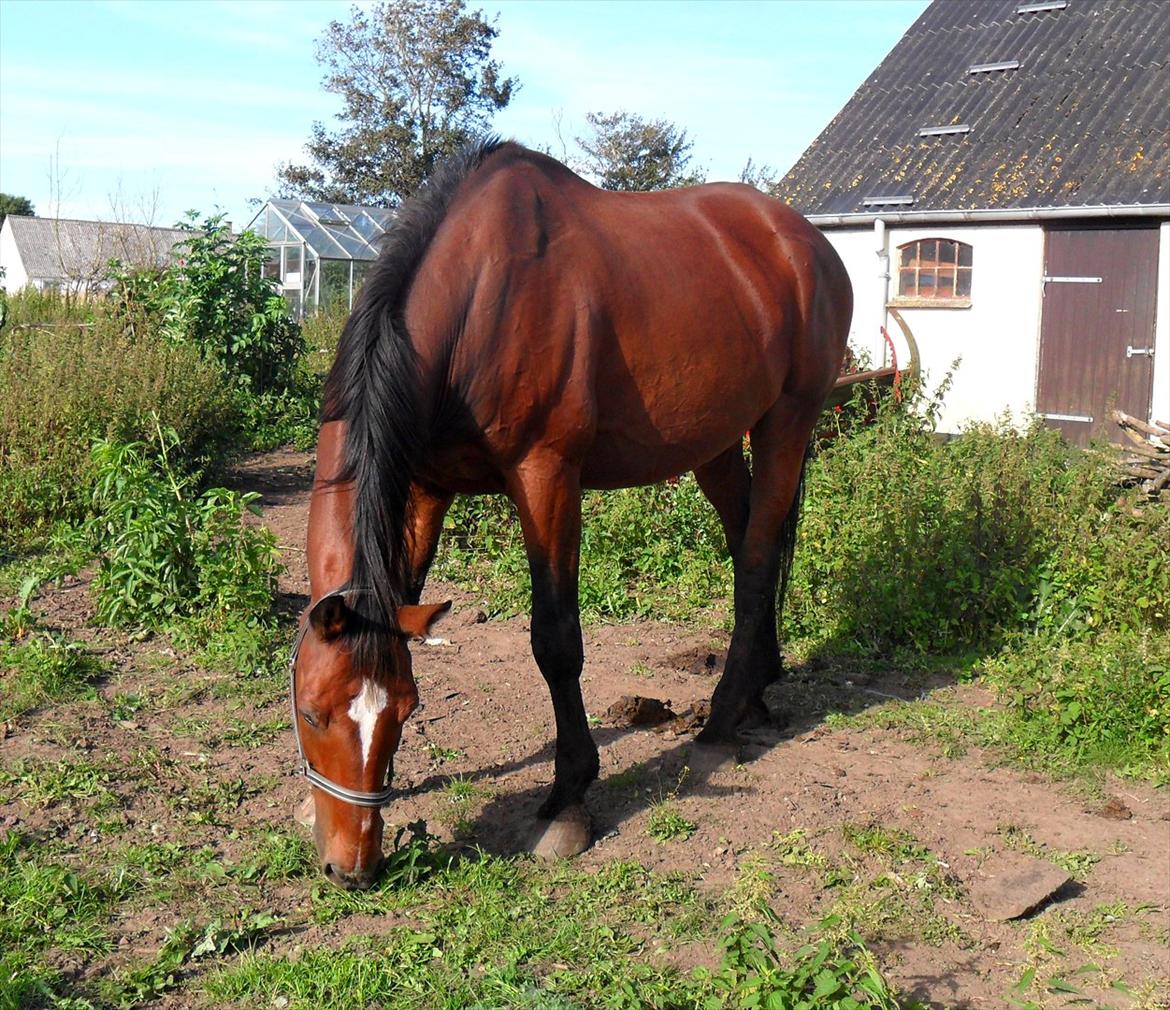 Dansk Varmblod Luciano Foldager - august - det er ikke til at se at han er 18år ;)  billede 4