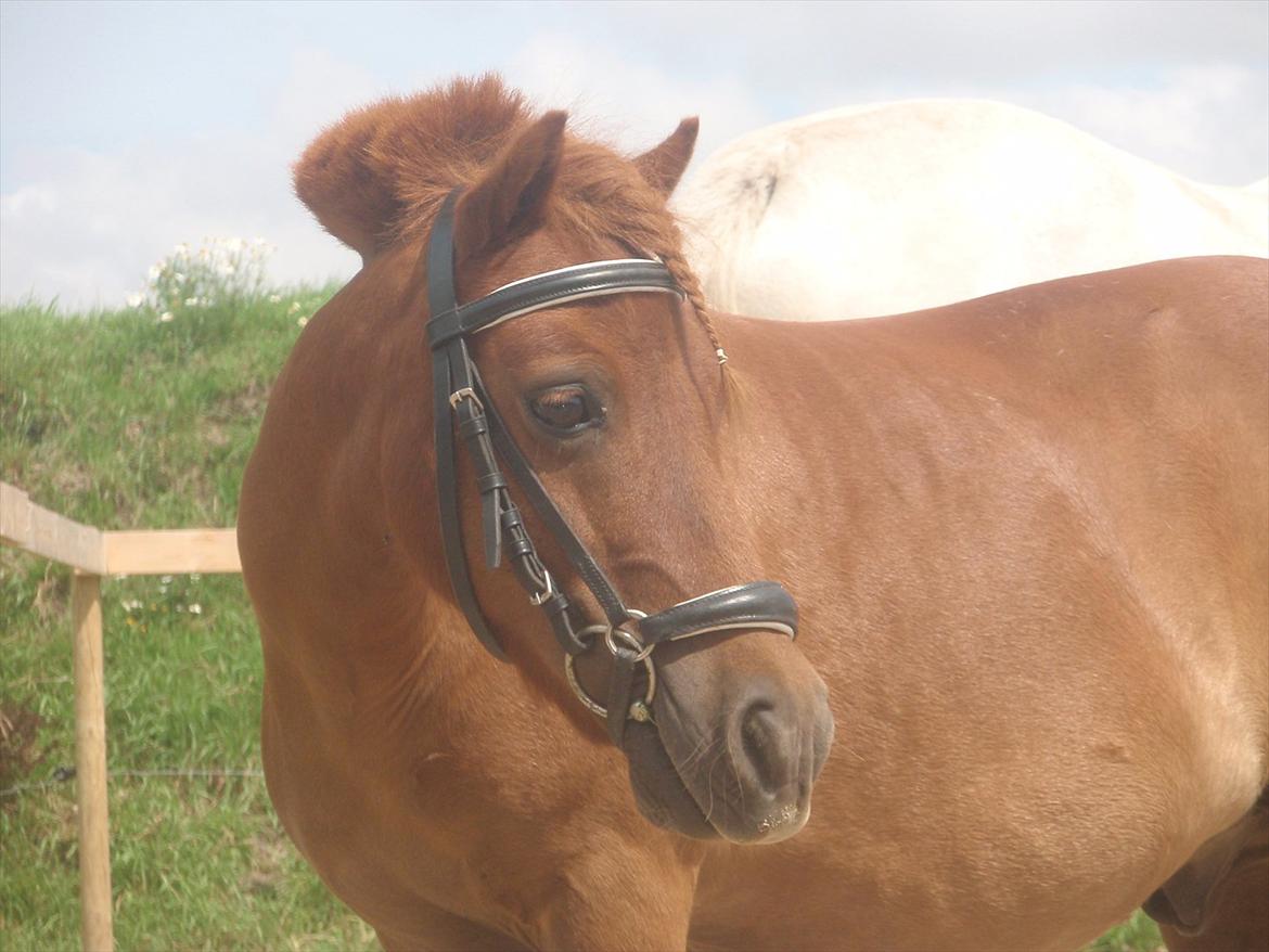 Shetlænder Olfert billede 8