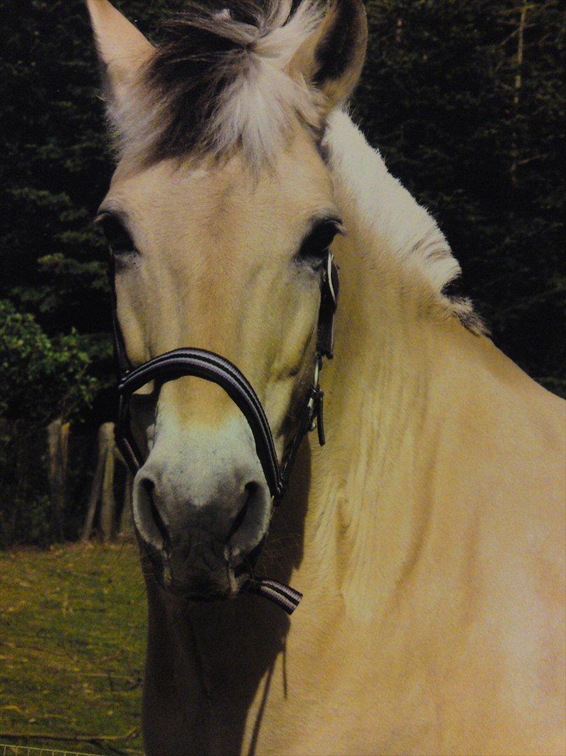 Fjordhest mona   [ tidl. hest] billede 8