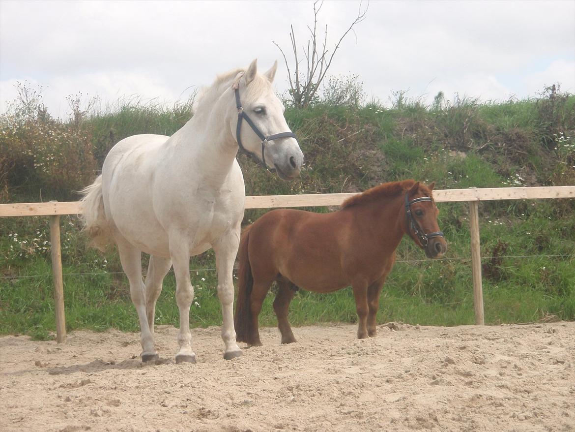 Shetlænder Olfert - <3333 billede 10