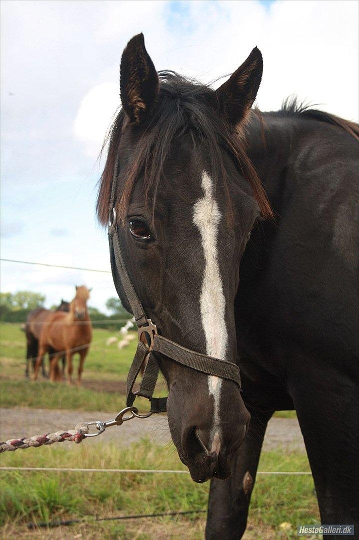 Traver Ikaros Herve - R.I.P - Velkommen til Ikaors :D billede 1