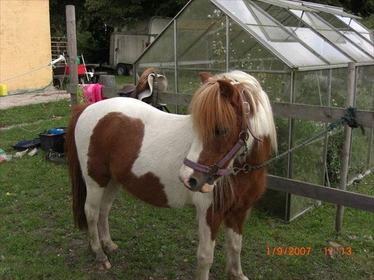 shetlænder pony shetlænder pony