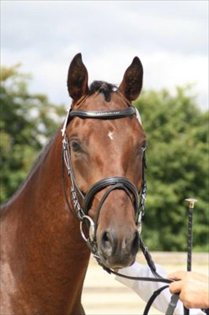 Oldenborg Overmoselunds Coral billede 6