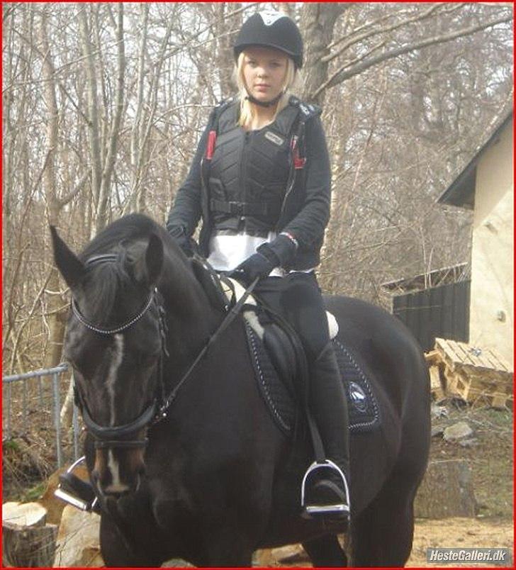 Hollandsk Varmblod Omana billede 1