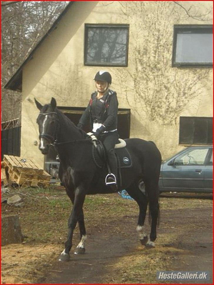 Hollandsk Varmblod Omana billede 2