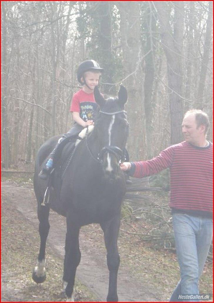 Hollandsk Varmblod Omana billede 3