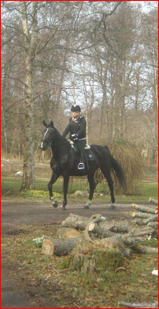 Hollandsk Varmblod Omana billede 4