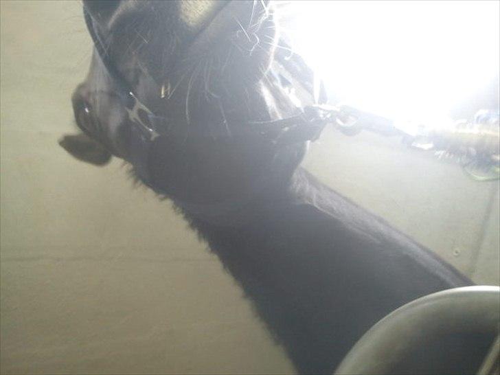 Hollandsk Varmblod Omana billede 5