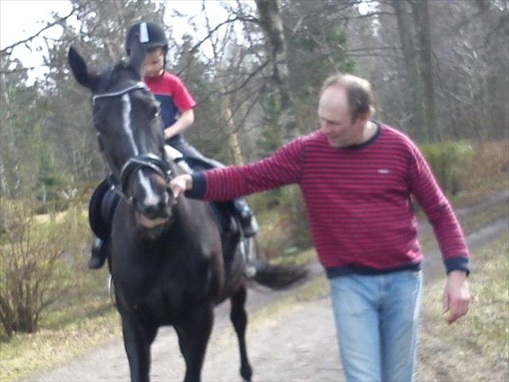 Hollandsk Varmblod Omana billede 6