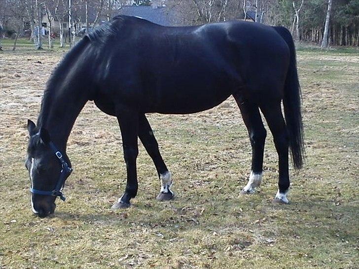 Hollandsk Varmblod Omana billede 7