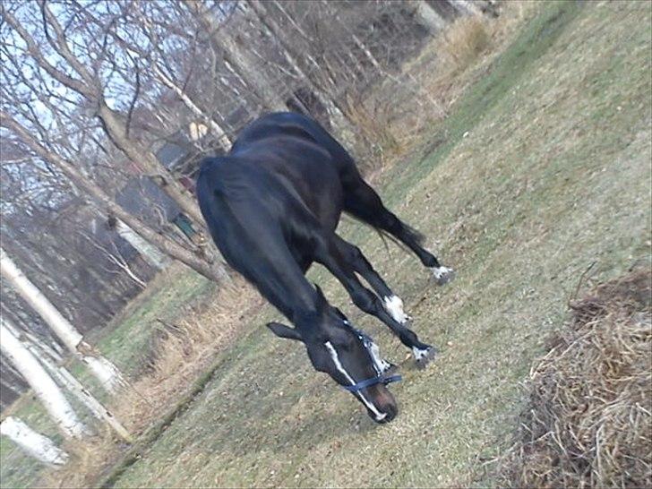 Hollandsk Varmblod Omana billede 8