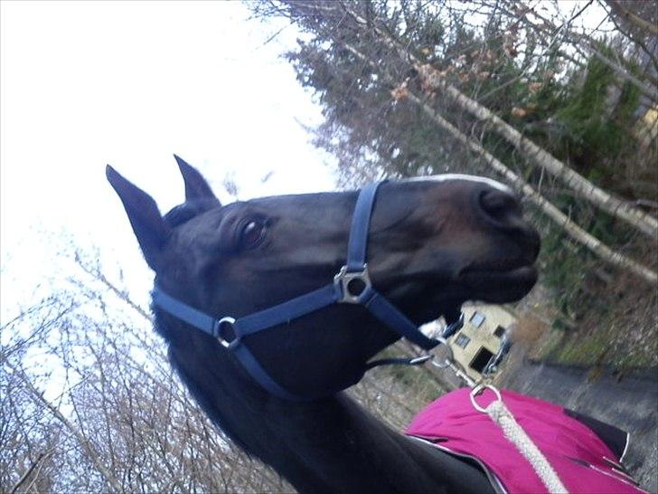 Hollandsk Varmblod Omana billede 9