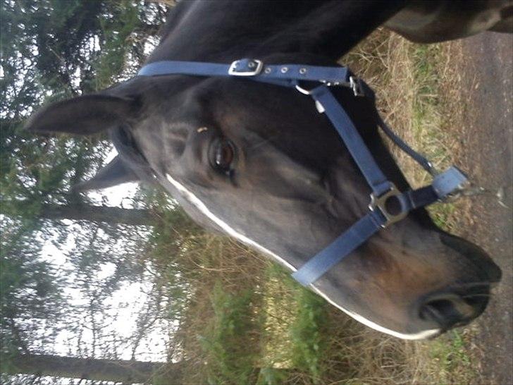 Hollandsk Varmblod Omana billede 10