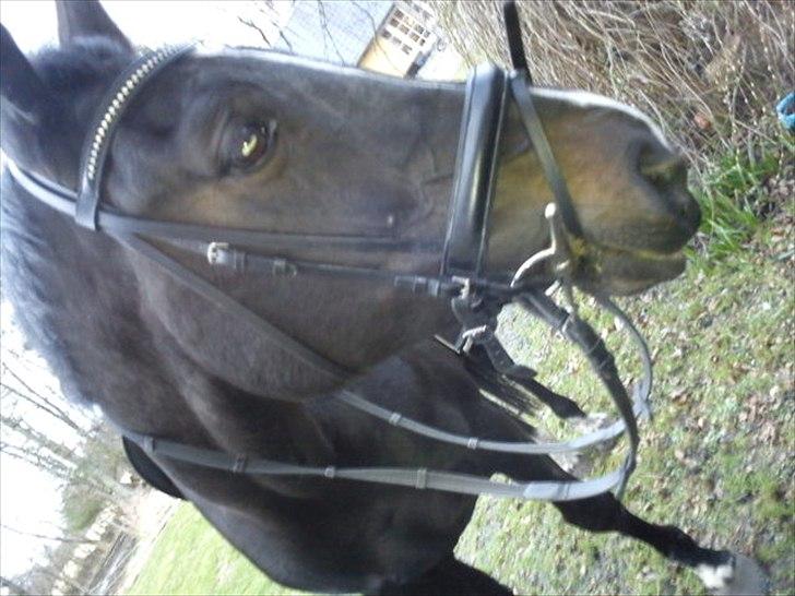 Hollandsk Varmblod Omana billede 11