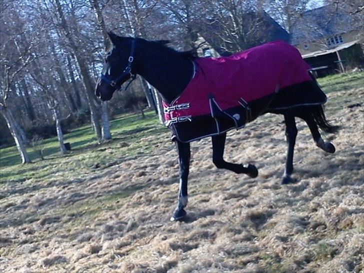 Hollandsk Varmblod Omana billede 12