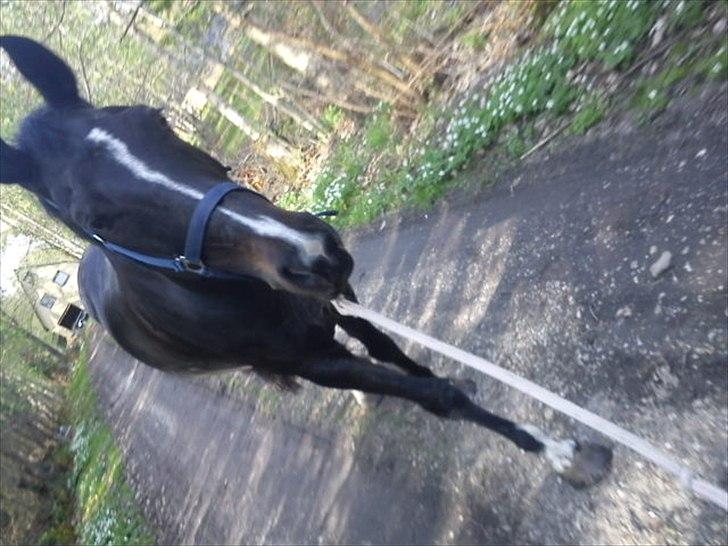 Hollandsk Varmblod Omana billede 13