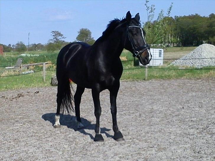 Hollandsk Varmblod Omana billede 14