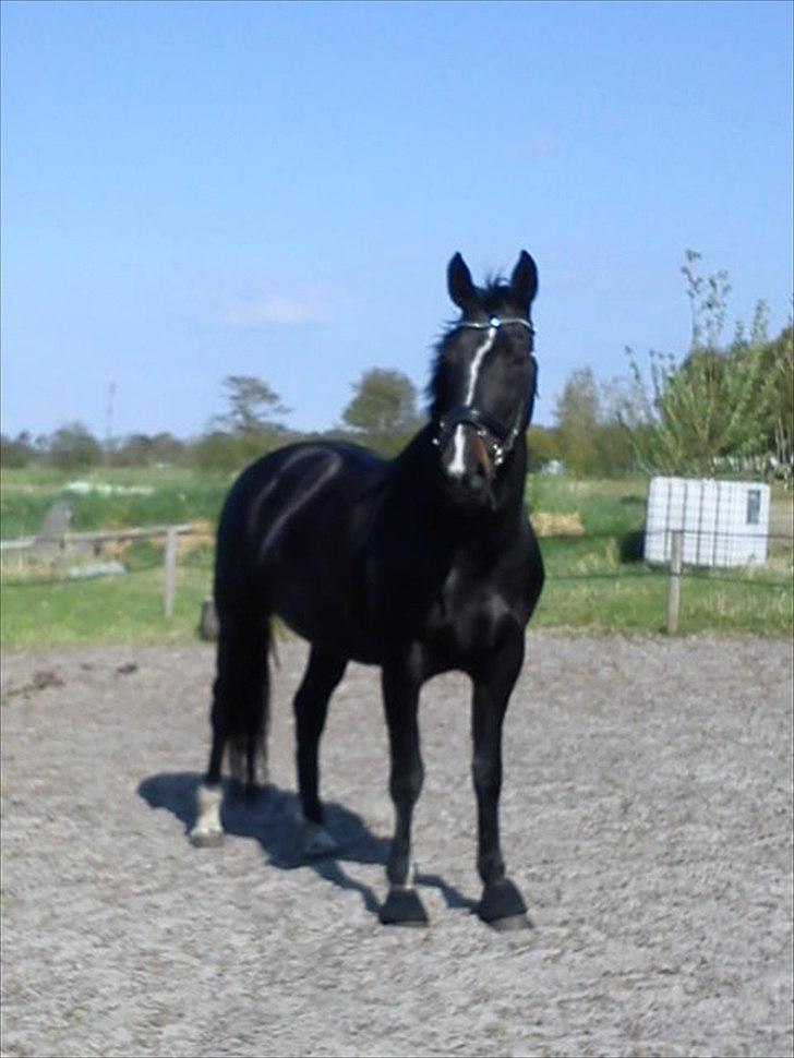 Hollandsk Varmblod Omana billede 15
