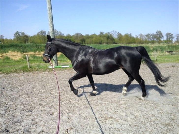 Hollandsk Varmblod Omana billede 16