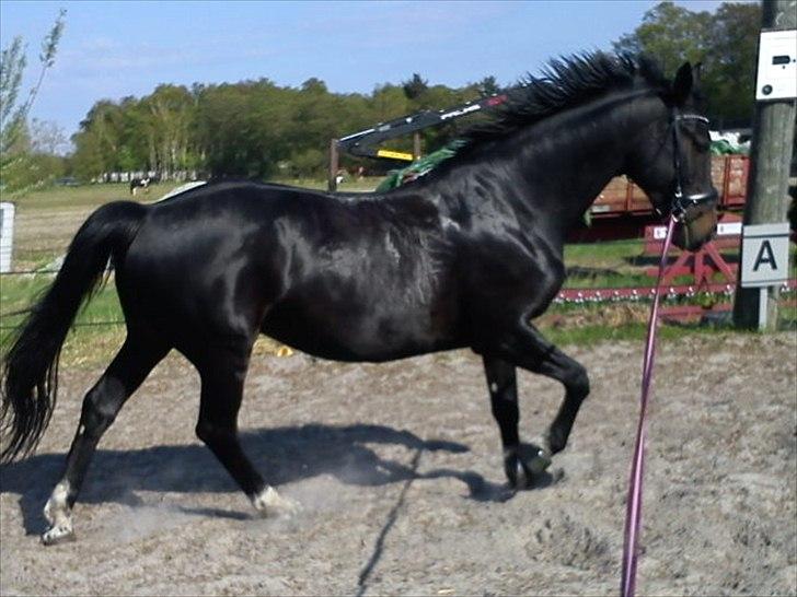 Hollandsk Varmblod Omana billede 18