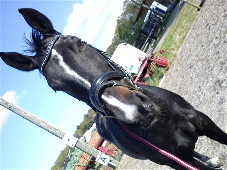 Hollandsk Varmblod Omana billede 19