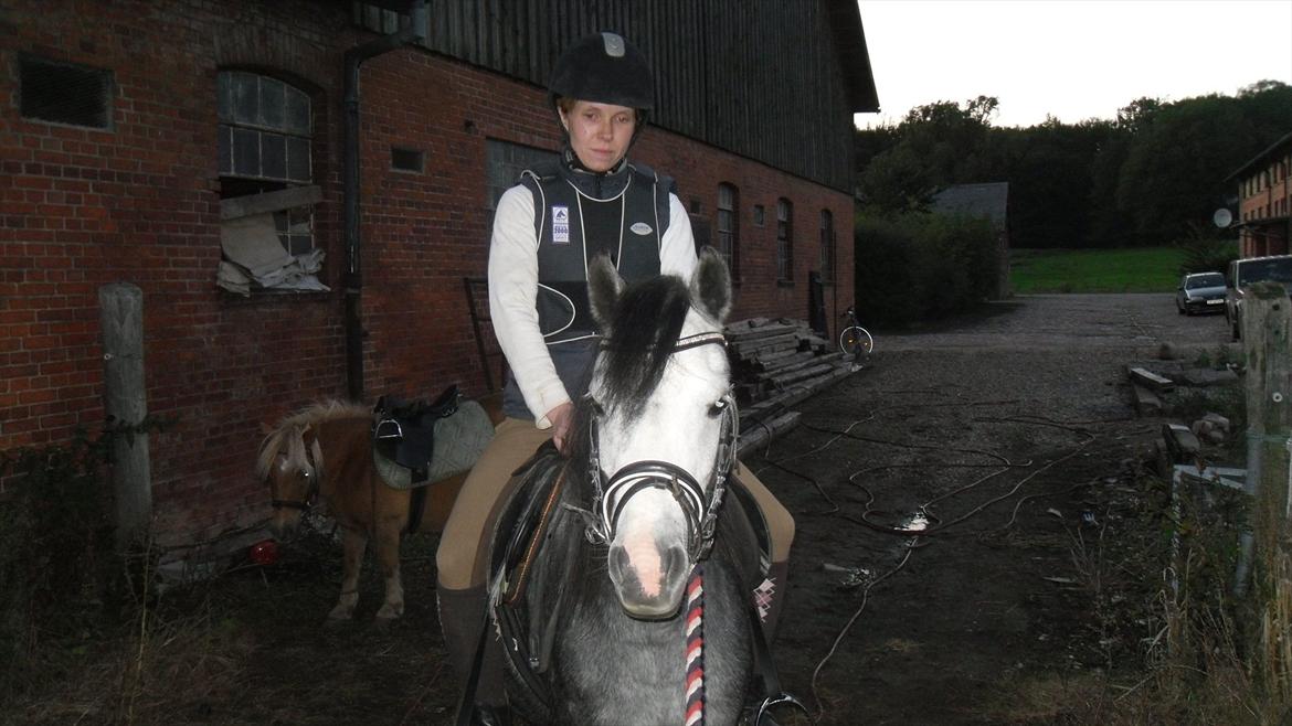 Welsh Mountain (sec A) Teglgårdens Azurra - 1 gang med rytter. september 2011 billede 14