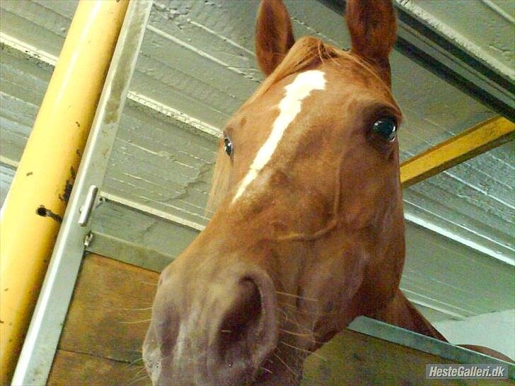 Anden særlig race Mariska *Lady* billede 15