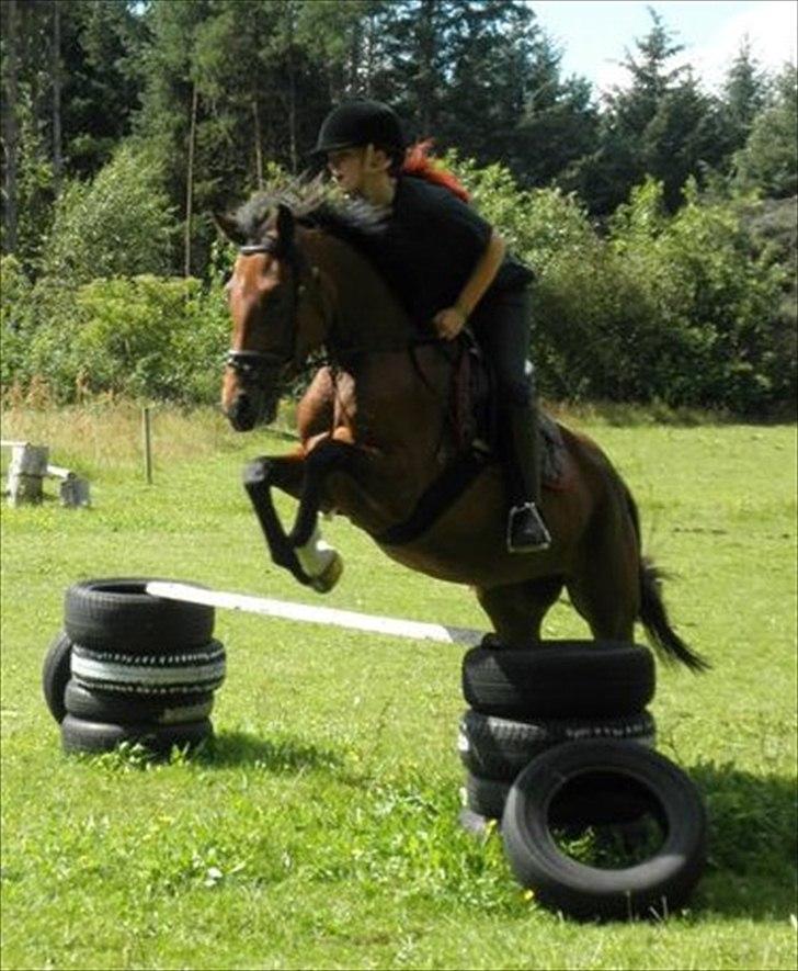 New Forest Angelina Bay {my'girl}  - en af de første gang jeg sprang på hende!:-** billede 2