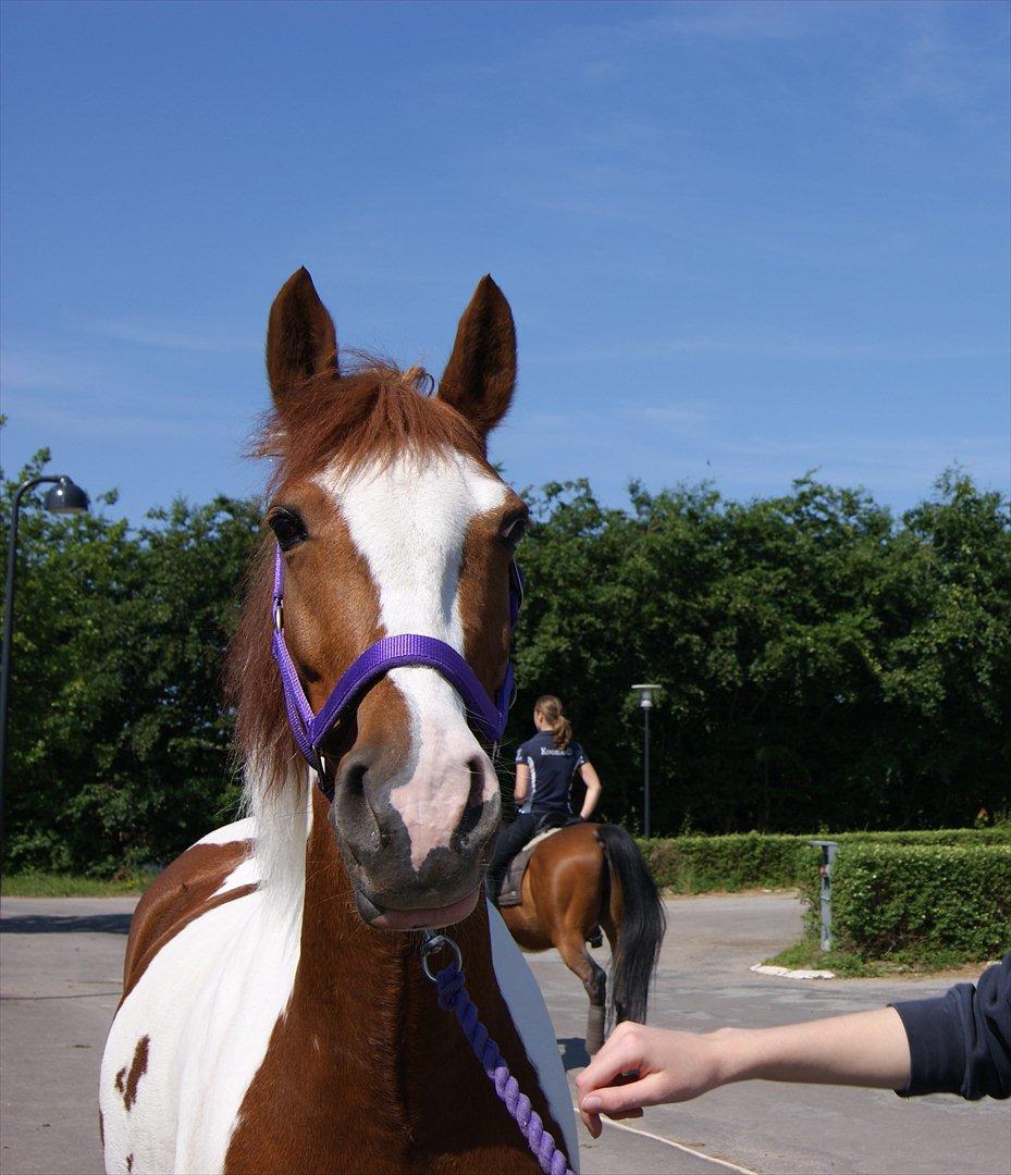 Pinto Ponylands Proud Mary - 3) Anna Helmersen Gardel
Dejlig sommerdag foran parkeringspladsen. Sommeren 2011 billede 3