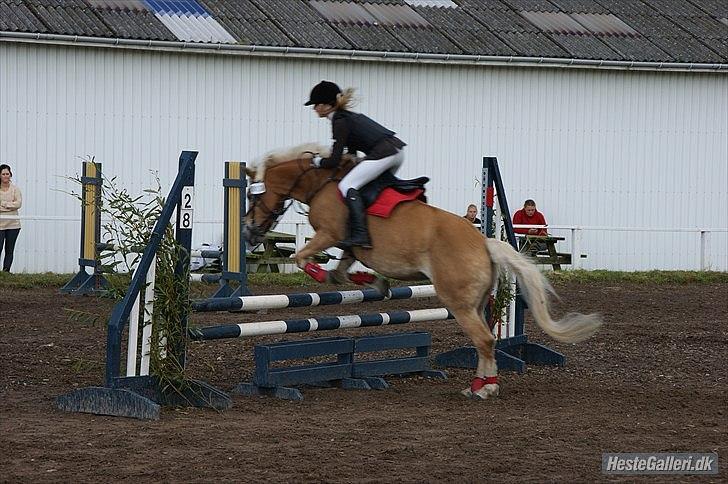 Haflinger Cirkeline<3 - Sindal aftenstævne d.17 August 2011 C-stævne  billede 14