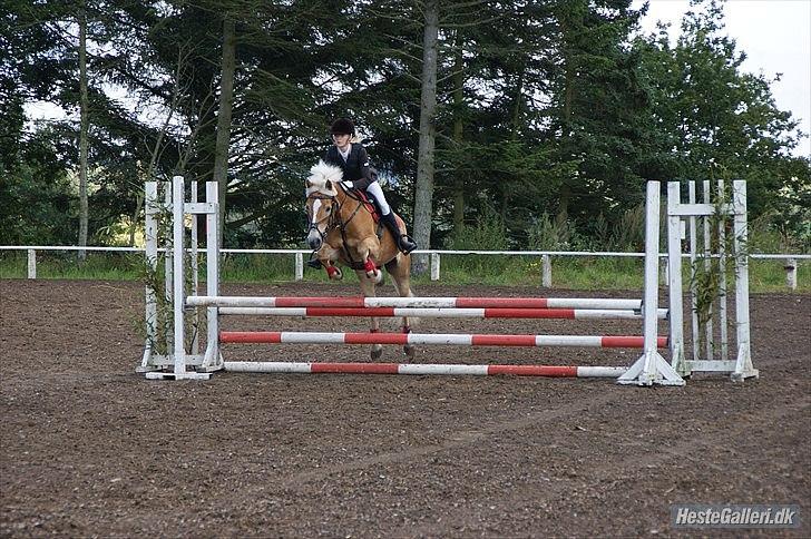 Haflinger Cirkeline<3 - Velkommen til seje Cirkeline's profil :D
-Sindal aftenstævne d.17 August 2011 C-stævne  billede 1