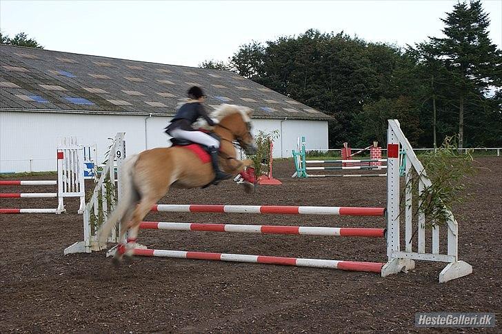 Haflinger Cirkeline<3 - Sindal aftenstævne d.17 August 2011 C-stævne  billede 15
