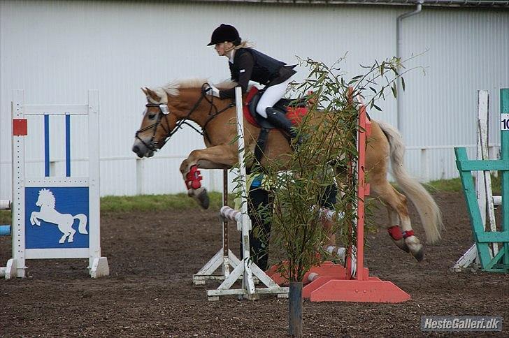 Haflinger Cirkeline<3 - Sindal aftenstævne d.17 August 2011 C-stævne  billede 16