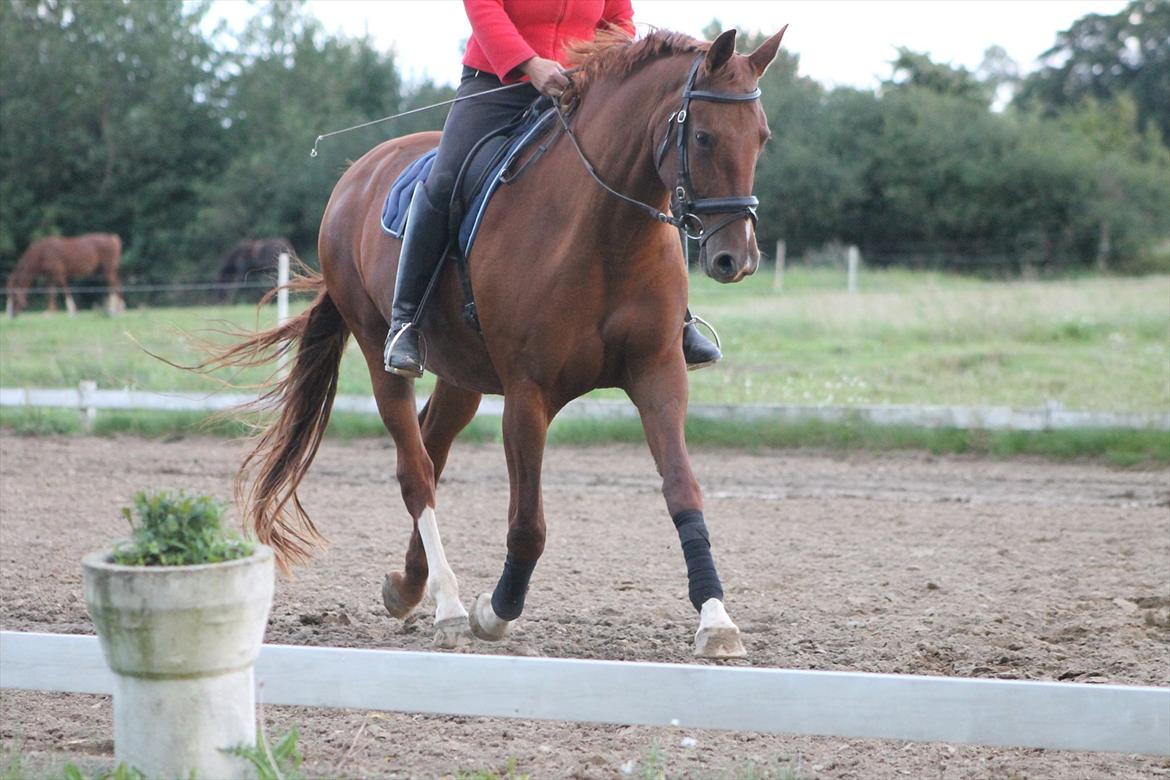 Frederiksborg Taizi brentedal billede 10