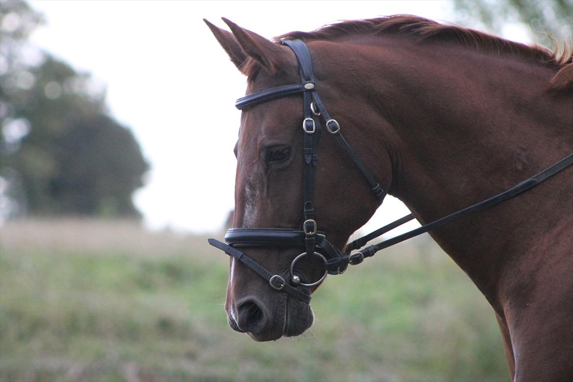 Frederiksborg Taizi brentedal billede 17