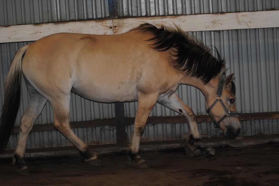 Fjordhest Estrid ~ Min drømmepony<3 - Hun kan da trave fint?? :-D ♥♥ billede 17