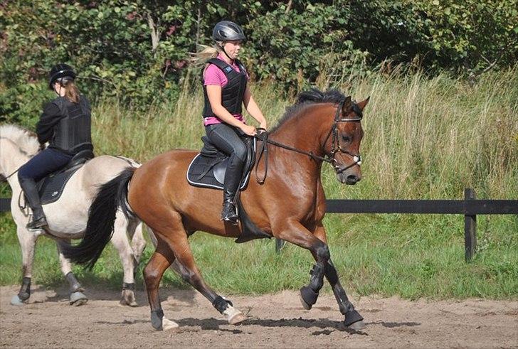 New Forest Bøgelys Julius - drømmeponyen!<3. billede 8