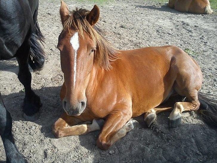 Anden særlig race Lukas Kashmir - min lille bassemus, somer træt..  billede 11