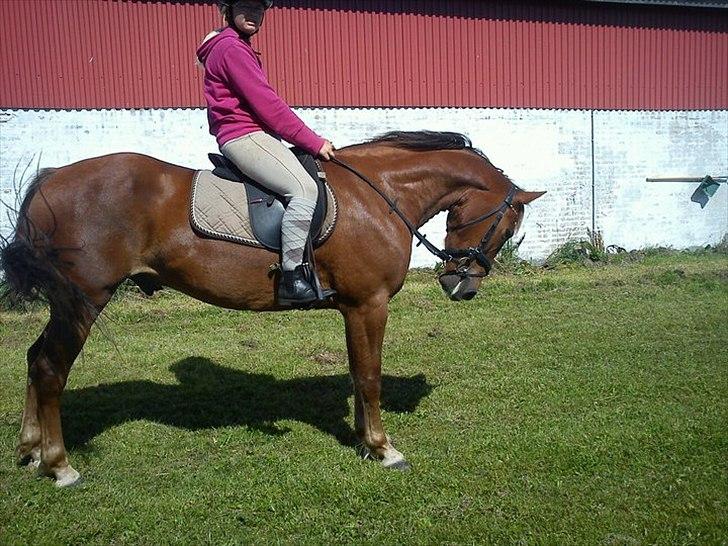 Anden særlig race Lukas Kashmir - 3 gang på af alene tur.. :)  billede 12